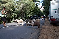 Wilde Schweine unter dem Col de Bavella 3.JPG